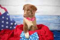 Oakley AKC Red Tri Female, a female Australian Shepherd for sale in Royse City, TX – 9 of 9