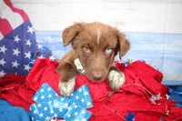 Cassidy AKC Red Tri Female, a female Australian Shepherd for sale in Royse City, TX – 3 of 9