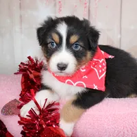 Pivot, a male Australian Shepherd for sale in Royse City, TX – Photo 4 of 8