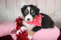 Pivot, a male Australian Shepherd for sale in Royse City, TX – Photo 4 of 8