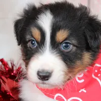 Pivot, a male Australian Shepherd for sale in Royse City, TX – Photo 6 of 8