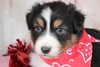 Pivot, a male Australian Shepherd for sale in Royse City, TX – Photo 6 of 8