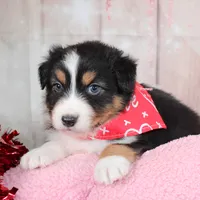 Pivot, a male Australian Shepherd for sale in Royse City, TX – Photo 2 of 8
