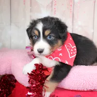 Pivot, a male Australian Shepherd for sale in Royse City, TX – Photo 1 of 8