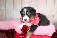 Pivot, a male Australian Shepherd for sale in Royse City, TX – Photo 1 of 8