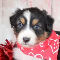 Pivot, a male Australian Shepherd for sale in Royse City, TX – Photo 3 of 8