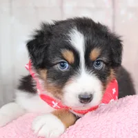 Pivot, a male Australian Shepherd for sale in Royse City, TX – Photo 8 of 8
