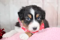Pivot, a male Australian Shepherd for sale in Royse City, TX – Photo 8 of 8