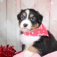Pivot, a male Australian Shepherd for sale in Royse City, TX – Photo 7 of 8