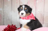 Pivot, a male Australian Shepherd for sale in Royse City, TX – Photo 7 of 8