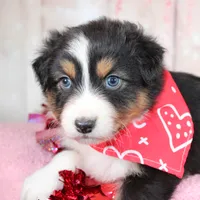 Pivot, a male Australian Shepherd for sale in Royse City, TX – Photo 5 of 8