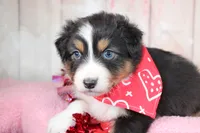 Pivot, a male Australian Shepherd for sale in Royse City, TX – Photo 5 of 8