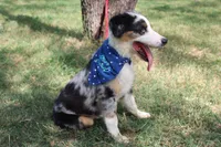 Baron ASDR Puppy Pre-K in Progress, a male Australian Shepherd for sale in Royse City, TX – 2 of 9