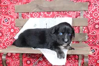 Wimberly ASDR Miniature Australian Shepherd, a female Miniature Australian Shepherd for sale in Royse City, TX – 4 of 8