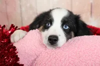 processed/1a0c54f3-cf9e-45c9-ad72-b18cdc9a7753/listing/d398a967-3119-45a6-b21e-78ffc5cbcd4f/91a96f2d-660b-4758-8045-d3f424f0fe7d