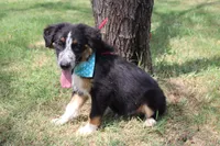 Legend ASDR in Puppy Pre-K, a male Australian Shepherd for sale in Royse City, TX – 6 of 7