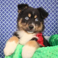 "Guava" Have It, a female Australian Shepherd for sale in Royse City, TX – Photo 9 of 9