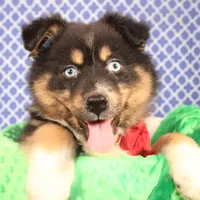 "Guava" Have It, a female Australian Shepherd for sale in Royse City, TX – Photo 3 of 9