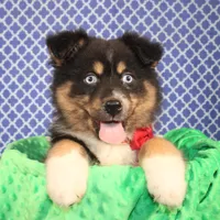 "Guava" Have It, a female Australian Shepherd for sale in Royse City, TX – Photo 5 of 9