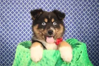 "Guava" Have It, a female Australian Shepherd for sale in Royse City, TX – Photo 4 of 9