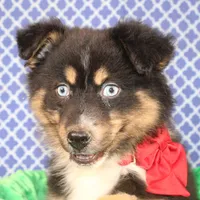 "Guava" Have It, a female Australian Shepherd for sale in Royse City, TX – Photo 6 of 9