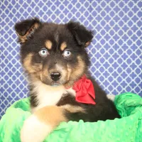"Guava" Have It, a female Australian Shepherd for sale in Royse City, TX – Photo 7 of 9