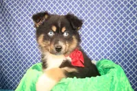 "Guava" Have It, a female Australian Shepherd for sale in Royse City, TX – Photo 7 of 9