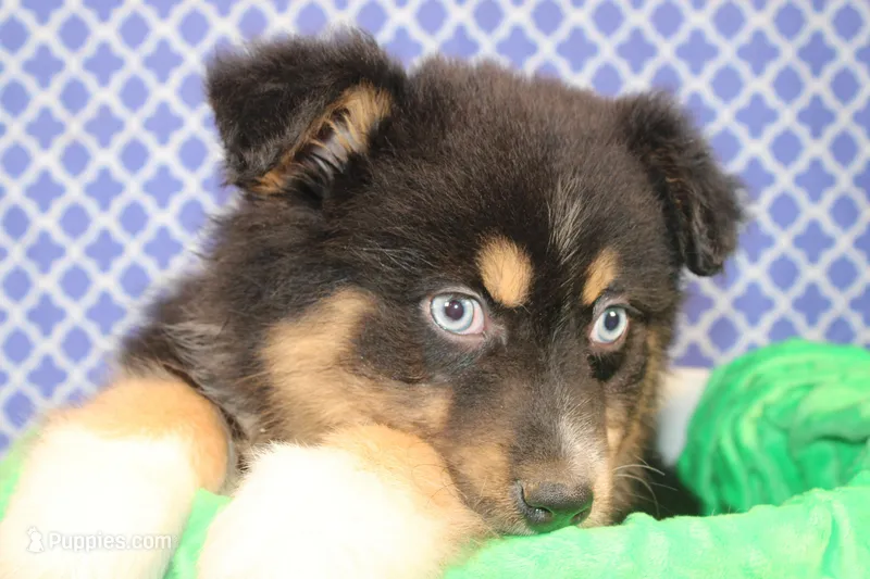 "Guava" Have It, a female Australian Shepherd for sale in Royse City, TX – Photo 1 of 9