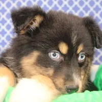 "Guava" Have It, a female Australian Shepherd for sale in Royse City, TX – Photo 2 of 9