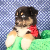 "Guava" Have It, a female Australian Shepherd for sale in Royse City, TX – Photo 8 of 9