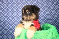 "Guava" Have It, a female Australian Shepherd for sale in Royse City, TX – Photo 8 of 9