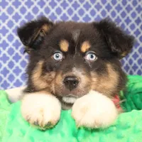 "Guava" Have It, a female Australian Shepherd for sale in Royse City, TX – Photo 4 of 9