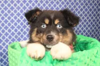 "Guava" Have It, a female Australian Shepherd for sale in Royse City, TX – Photo 3 of 9