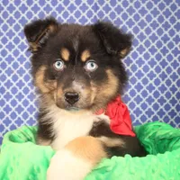 "Guava" Have It, a female Australian Shepherd for sale in Royse City, TX – Photo 1 of 9