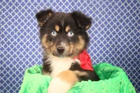 "Guava" Have It, a female Australian Shepherd for sale in Royse City, TX – Photo 6 of 9