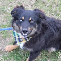 Daytona, a male Miniature Australian Shepherd for sale in Royse City, TX – Photo 6 of 7