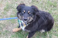 Daytona, a male Miniature Australian Shepherd for sale in Royse City, TX – Photo 6 of 7