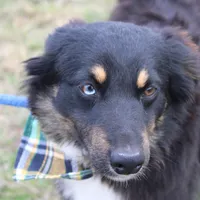 Daytona, a male Miniature Australian Shepherd for sale in Royse City, TX – Photo 5 of 7