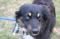 Daytona, a male Miniature Australian Shepherd for sale in Royse City, TX – Photo 5 of 7