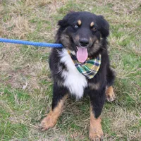 Daytona, a male Miniature Australian Shepherd for sale in Royse City, TX – Photo 7 of 7