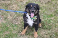 Daytona, a male Miniature Australian Shepherd for sale in Royse City, TX – Photo 7 of 7