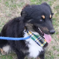 Daytona, a male Miniature Australian Shepherd for sale in Royse City, TX – Photo 4 of 7