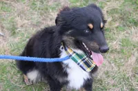 Daytona, a male Miniature Australian Shepherd for sale in Royse City, TX – Photo 4 of 7