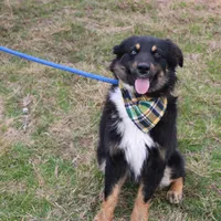 Daytona, a male Miniature Australian Shepherd for sale in Royse City, TX – Photo 1 of 7