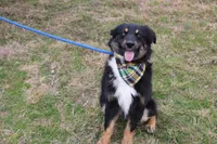 Daytona, a male Miniature Australian Shepherd for sale in Royse City, TX – Photo 1 of 7