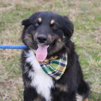 Daytona, a male Miniature Australian Shepherd for sale in Royse City, TX – Photo 3 of 7