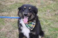 Daytona, a male Miniature Australian Shepherd for sale in Royse City, TX – Photo 3 of 7