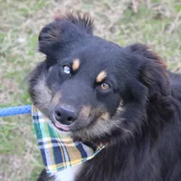 Daytona, a male Miniature Australian Shepherd for sale in Royse City, TX – Photo 2 of 7