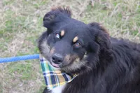 Daytona, a male Miniature Australian Shepherd for sale in Royse City, TX – Photo 2 of 7