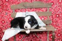 Amarillo ASDR Miniature Australian Shepherd , a male Miniature Australian Shepherd for sale in Royse City, TX – 4 of 8